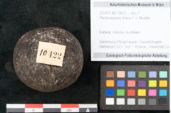 Foto (Objekt + Etikett) von Plesiocapparis prisca F.V. Mueller (NHMW-GEO-2024-0188-10422)